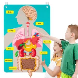 Human Body Parts Felt Board